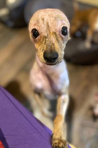 Illustration de l'article : La rencontre providentielle d'un chiot errant couvert de brûlures qui attendait sur son lit de mort 