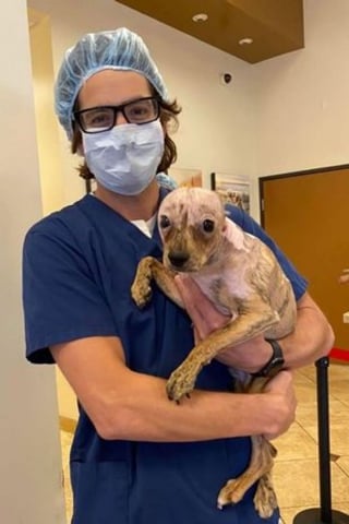 Illustration de l'article : La rencontre providentielle d'un chiot errant couvert de brûlures qui attendait sur son lit de mort 