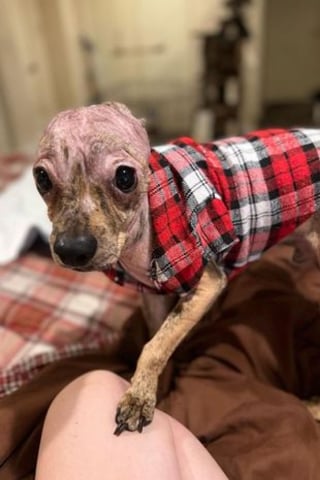 Illustration de l'article : La rencontre providentielle d'un chiot errant couvert de brûlures qui attendait sur son lit de mort 