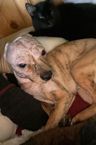 Illustration de l'article : La rencontre providentielle d'un chiot errant couvert de brûlures qui attendait sur son lit de mort 