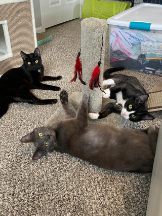 Illustration de l'article : 18 photos sur le parcours de 3 chatons passant des ordures à un foyer rempli d'amour