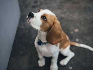 Illustration de l'article : 6 anecdotes où un chien a stupéfait son maître grâce à son intelligence