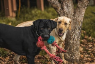 Illustration de l'article : 6 anecdotes où un chien a stupéfait son maître grâce à son intelligence