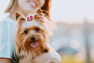 Illustration de l'article : 15 races de chiens adorables et de petite taille