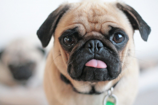 Illustration de l'article : 15 races de chiens adorables et de petite taille