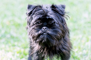 Illustration de l'article : 15 races de chiens adorables et de petite taille