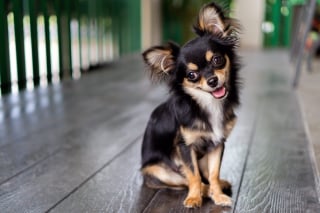 Illustration de l'article : 15 races de chiens adorables et de petite taille
