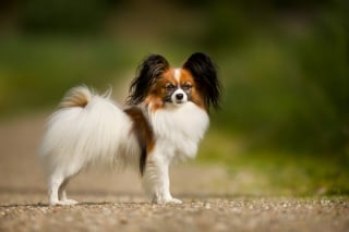 Illustration de l'article : 15 races de chiens adorables et de petite taille