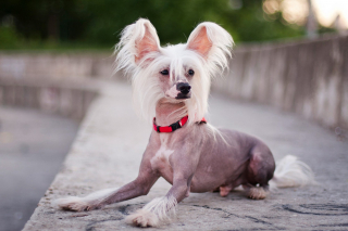 Illustration de l'article : 15 races de chiens adorables et de petite taille