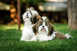 Illustration de l'article : 15 races de chiens adorables et de petite taille