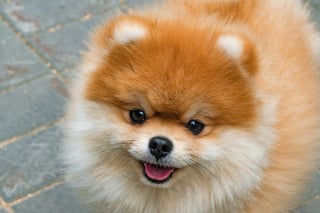 Illustration de l'article : 15 races de chiens adorables et de petite taille
