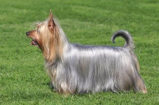 Illustration de l'article : 15 races de chiens adorables et de petite taille
