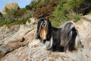 Illustration de l'article : 15 races de chiens adorables et de petite taille