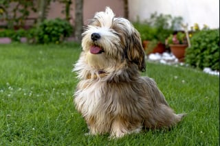 Illustration de l'article : 15 races de chiens adorables et de petite taille