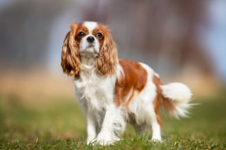 Illustration de l'article : 15 races de chiens adorables et de petite taille