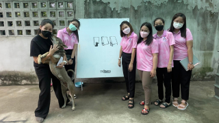 Illustration de l'article : Des bénévoles fabriquent des abris pour les chiens errants à partir de panneaux d'affichage inutilisés