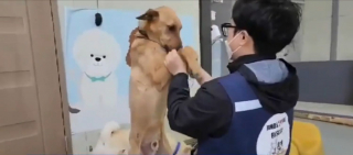 Illustration de l'article : Attaché toute sa vie par une courte chaîne, ce chien de chasse sauvé en Corée se voit offrir un nouveau départ aux USA
