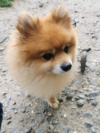 Illustration de l'article : Le combat pour le droit à la vie d'un petit chien devenu handicapé à la suite d'une mauvaise chute