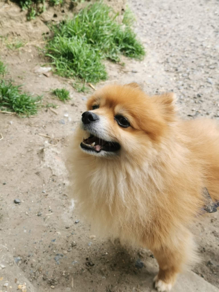 Illustration de l'article : Le combat pour le droit à la vie d'un petit chien devenu handicapé à la suite d'une mauvaise chute