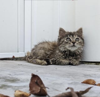 Illustration de l'article : Un chat à la colonne vertébrale brisée, retrouvé dans une ferme, déjoue les diagnostics fatalistes des vétérinaires !