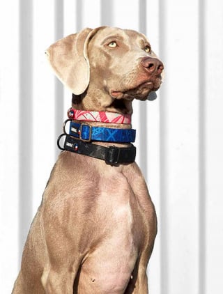 Illustration de l'article : A la découverte de Savage, des accessoires pour chien stylés, confortables et éco-friendly