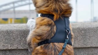 Illustration de l'article : A la découverte de Savage, des accessoires pour chien stylés, confortables et éco-friendly