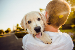 Illustration de l'article : Ceva Santé Animale vous invite à un « Retour aux sources » émouvant pour découvrir la relation unique entre l'Homme et le chien ! (Vidéo)