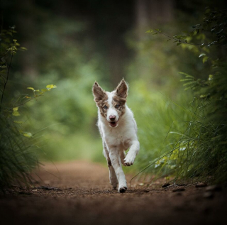 Illustration de l'article : Le top 14 des meilleures photos de chiots partagé par un photographe animalier