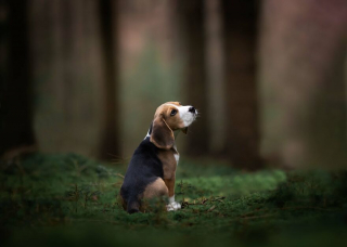 Illustration de l'article : Le top 14 des meilleures photos de chiots partagé par un photographe animalier