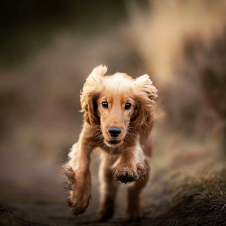 Illustration de l'article : Le top 14 des meilleures photos de chiots partagé par un photographe animalier