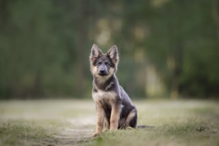 Illustration de l'article : Le top 14 des meilleures photos de chiots partagé par un photographe animalier
