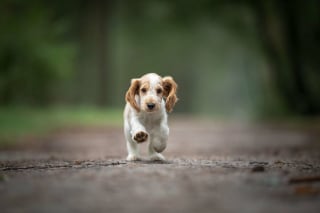 Illustration de l'article : Le top 14 des meilleures photos de chiots partagé par un photographe animalier