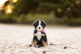Illustration de l'article : Le top 14 des meilleures photos de chiots partagé par un photographe animalier