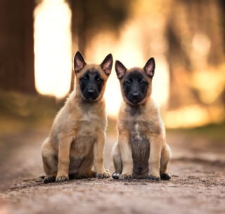 Illustration de l'article : Le top 14 des meilleures photos de chiots partagé par un photographe animalier