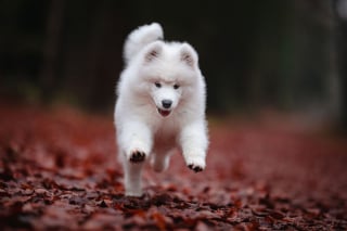 Illustration de l'article : Le top 14 des meilleures photos de chiots partagé par un photographe animalier