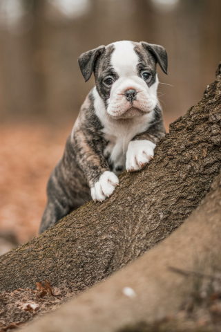 Illustration de l'article : Le top 14 des meilleures photos de chiots partagé par un photographe animalier
