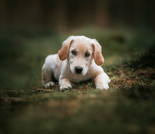 Illustration de l'article : Le top 14 des meilleures photos de chiots partagé par un photographe animalier