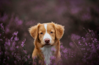 Illustration de l'article : Le top 14 des meilleures photos de chiots partagé par un photographe animalier