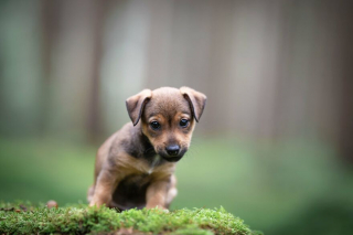 Illustration de l'article : Le top 14 des meilleures photos de chiots partagé par un photographe animalier