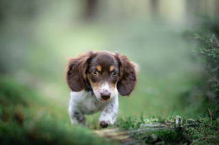 Illustration de l'article : Le top 14 des meilleures photos de chiots partagé par un photographe animalier