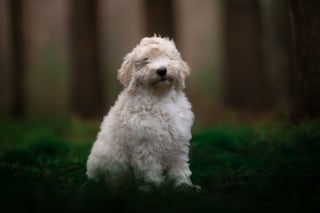 Illustration de l'article : Le top 14 des meilleures photos de chiots partagé par un photographe animalier