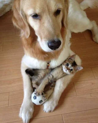 Illustration de l'article : 20 chats qui ont pour passion de dormir sur leur ami chien