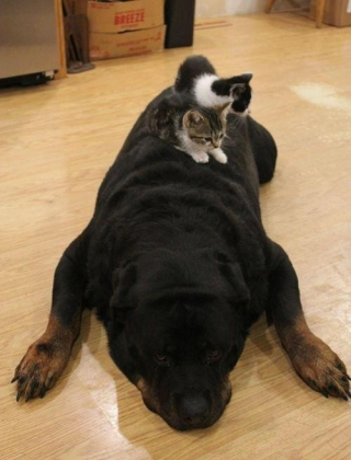 Illustration de l'article : 20 chats qui ont pour passion de dormir sur leur ami chien