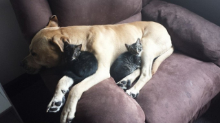 Illustration de l'article : 20 chats qui ont pour passion de dormir sur leur ami chien