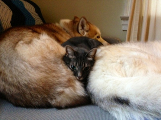 Illustration de l'article : 20 chats qui ont pour passion de dormir sur leur ami chien