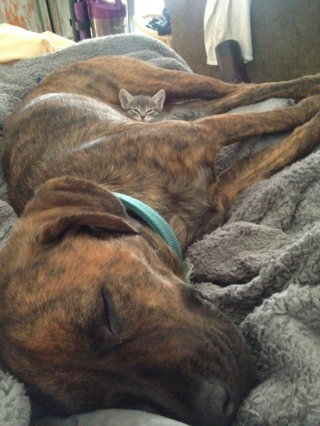 Illustration de l'article : 20 chats qui ont pour passion de dormir sur leur ami chien
