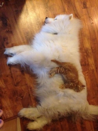 Illustration de l'article : 20 chats qui ont pour passion de dormir sur leur ami chien