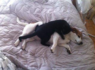 Illustration de l'article : 20 chats qui ont pour passion de dormir sur leur ami chien