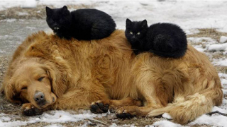 Illustration de l'article : 20 chats qui ont pour passion de dormir sur leur ami chien