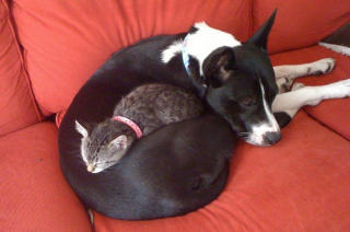 Illustration de l'article : 20 chats qui ont pour passion de dormir sur leur ami chien